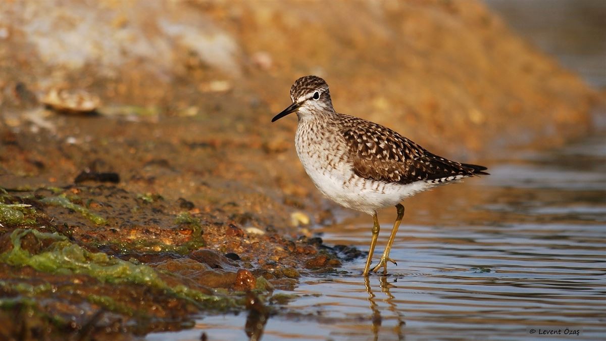 Wood Sandpiper