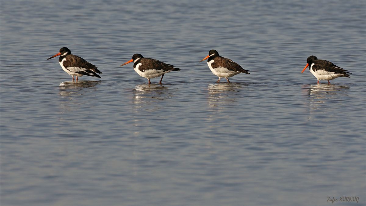 Eurasian Oystercatcher
