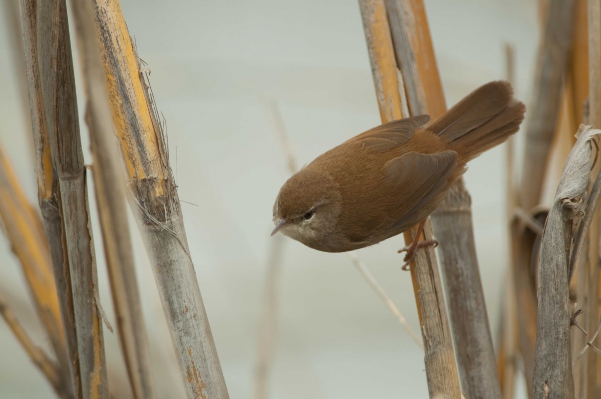 Cetti`s Warbler