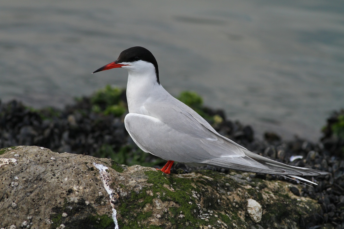 Common Tern