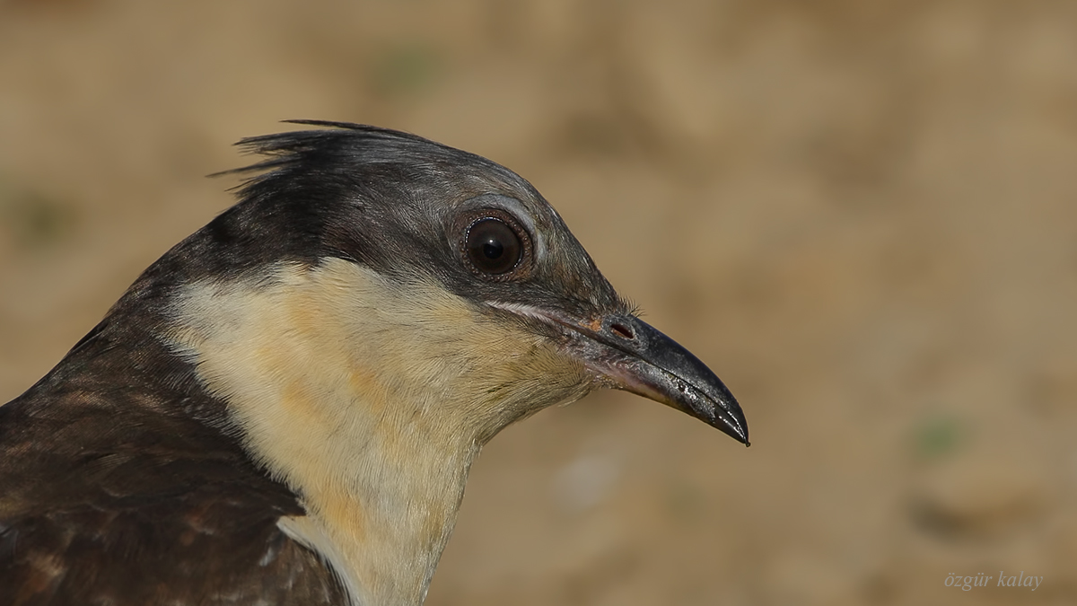 Great Spotted Cuckoo