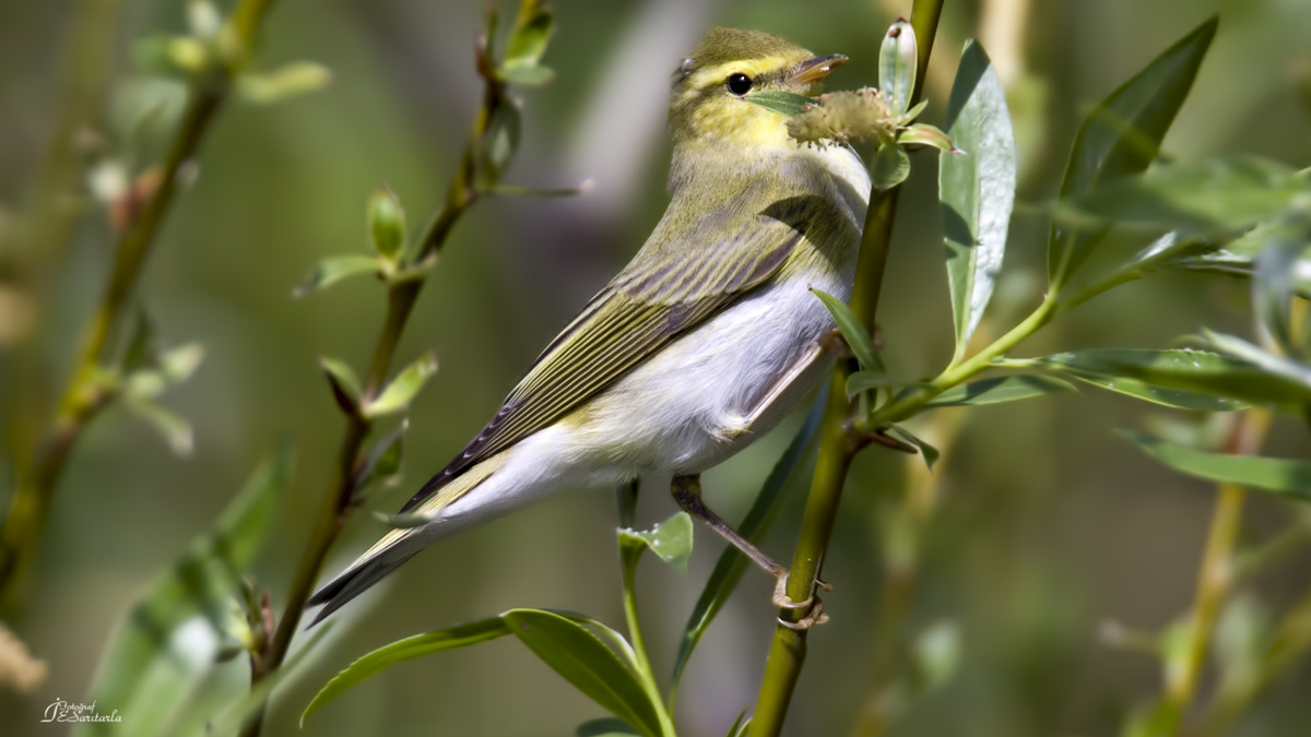 Wood Warbler
