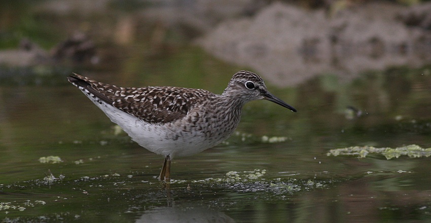 Wood Sandpiper