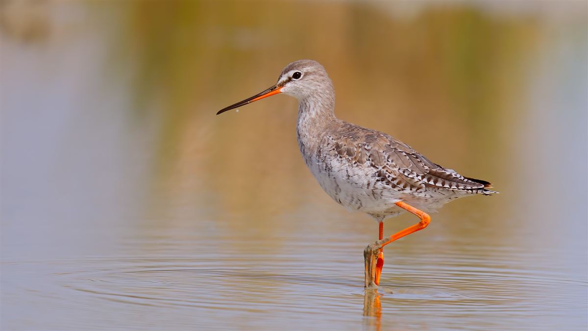 Spotted Redshank