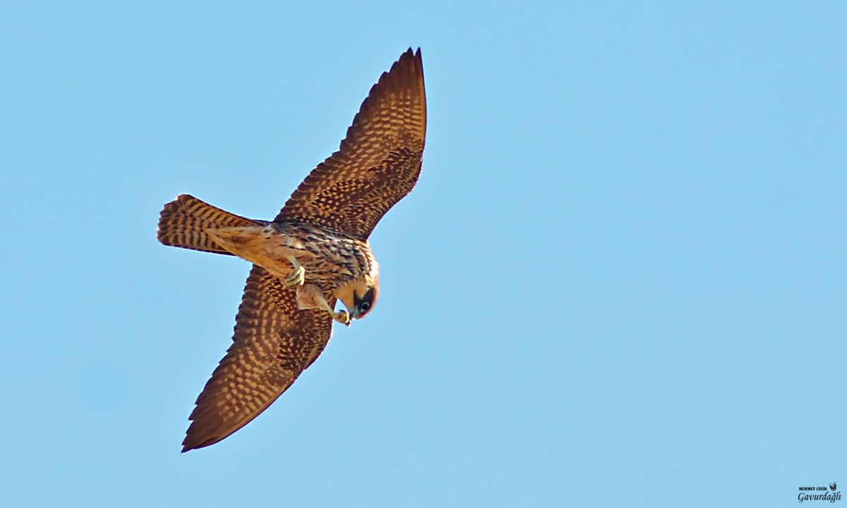 Eleonora`s Falcon