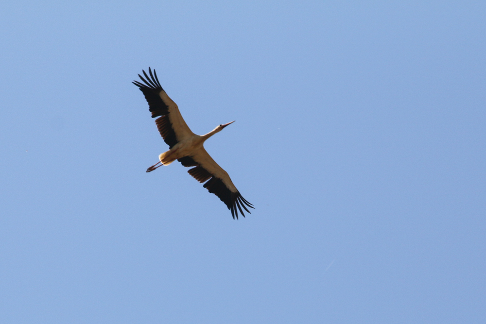 White Stork