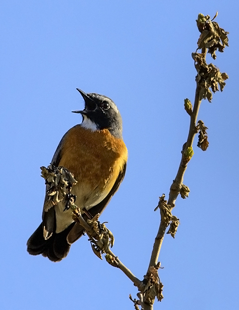 White-throated Robin