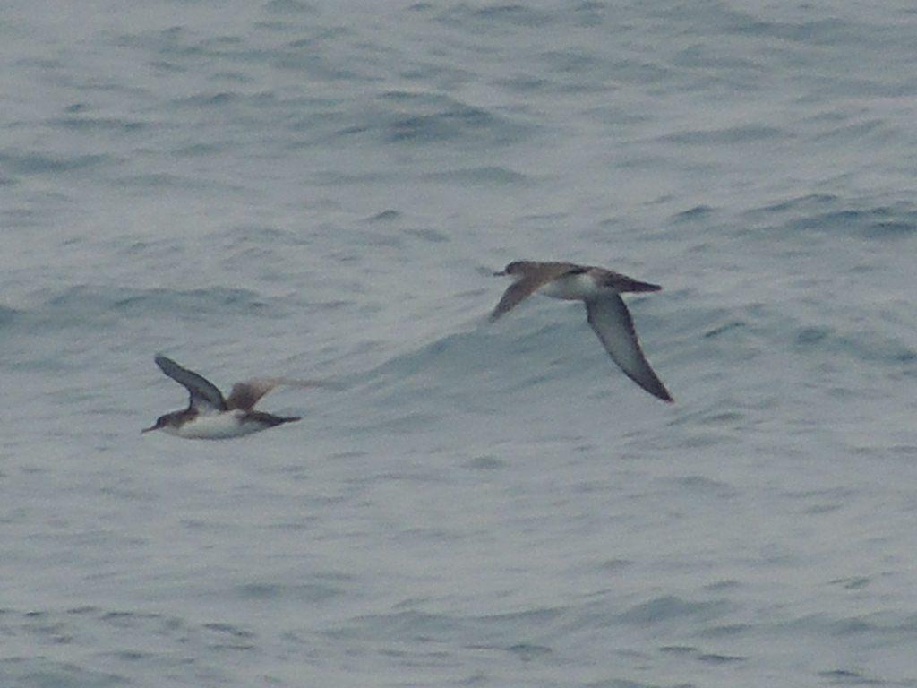 Yelkouan Shearwater
