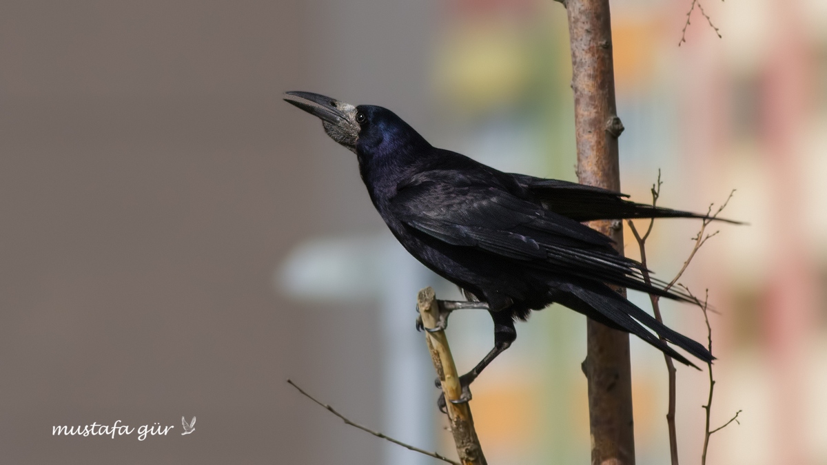 Rook