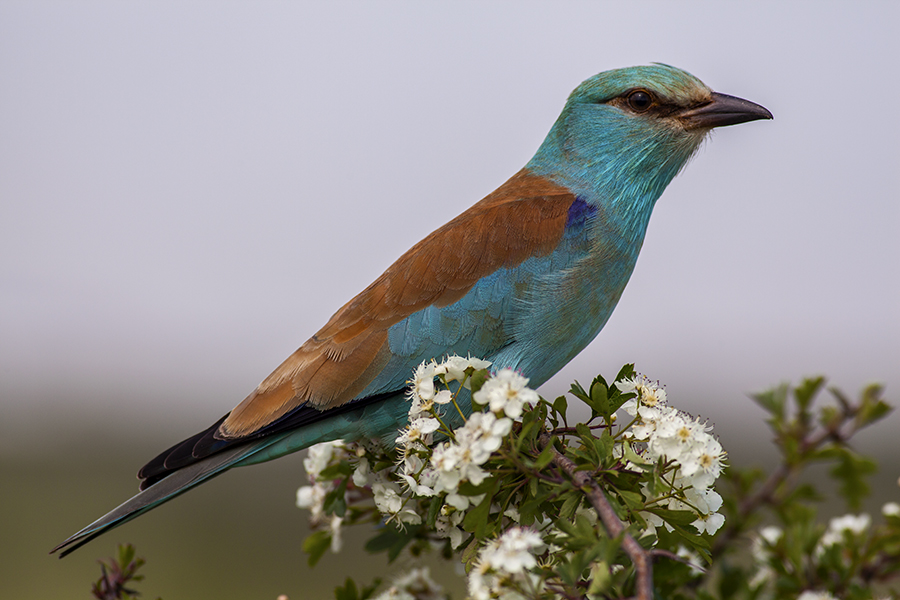 European Roller