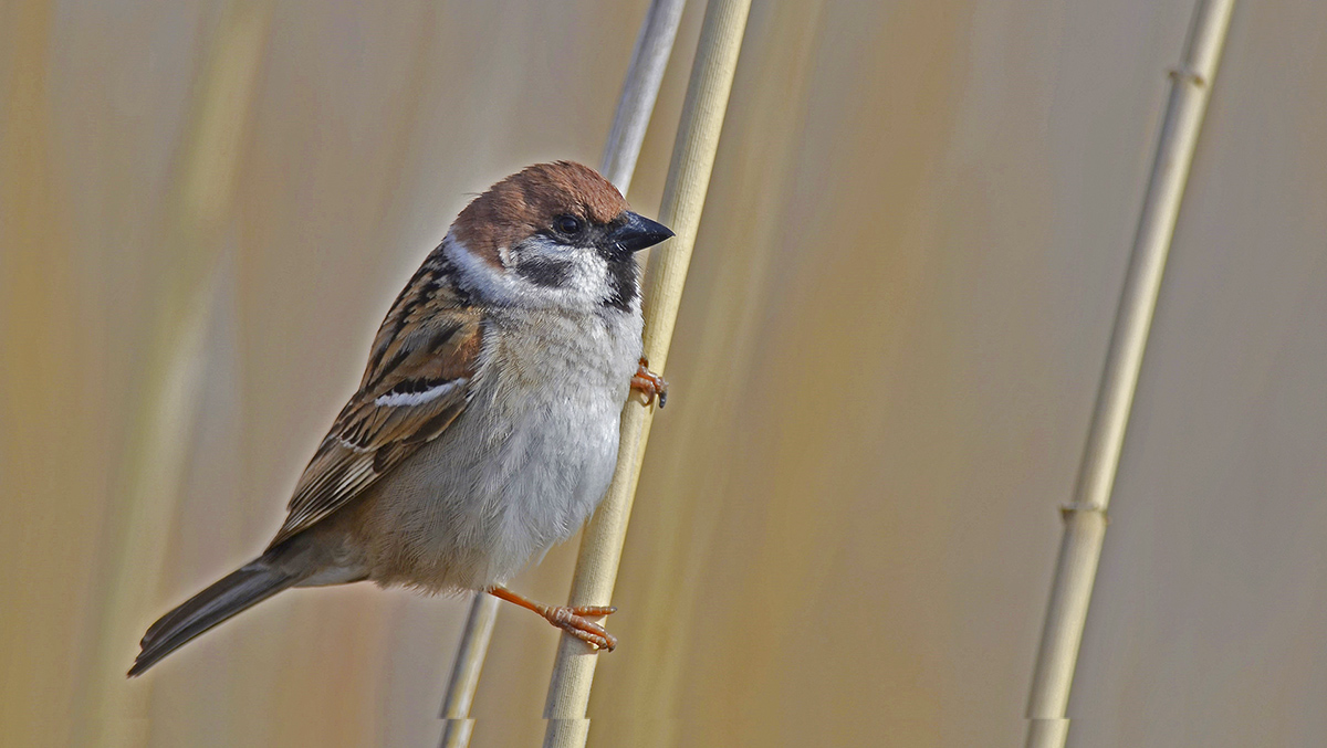 Eurasian Tree Sparrow