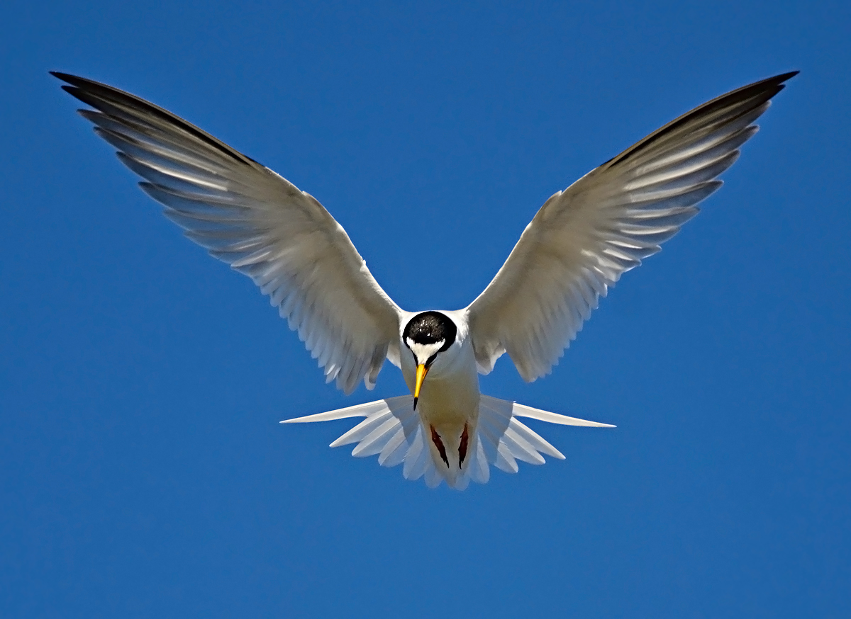 Little Tern