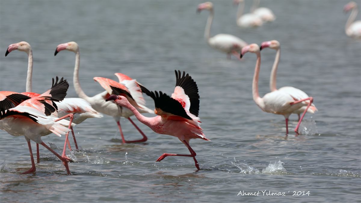 Küçük flamingo
