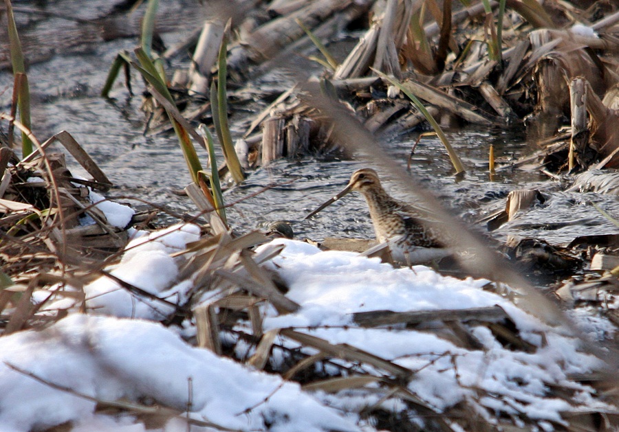 Common Snipe