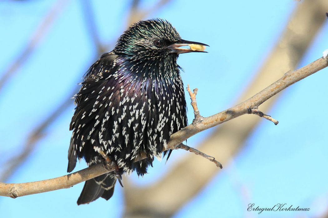 Common Starling