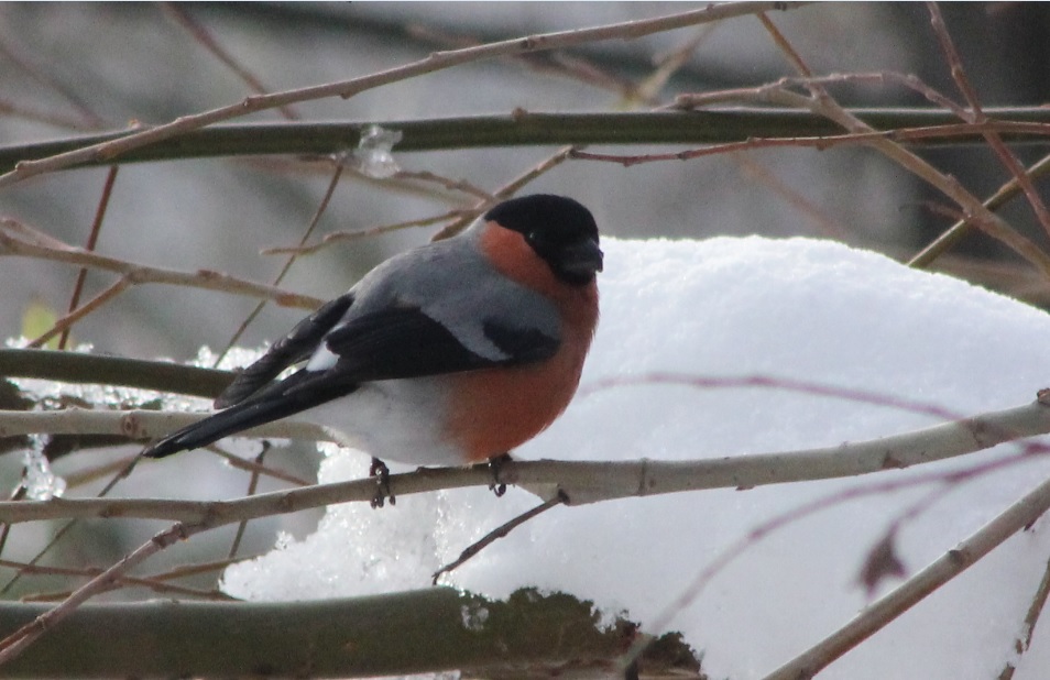 Eurasian Bullfinch