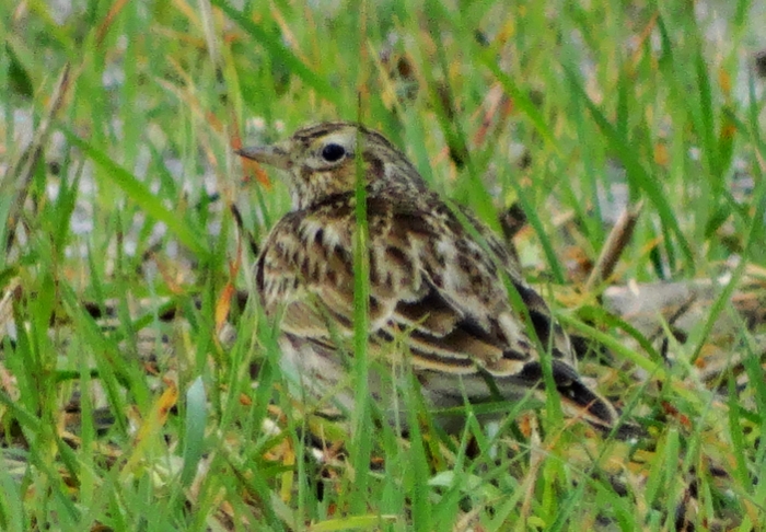 Eurasian Skylark