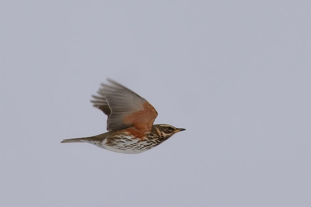 Redwing