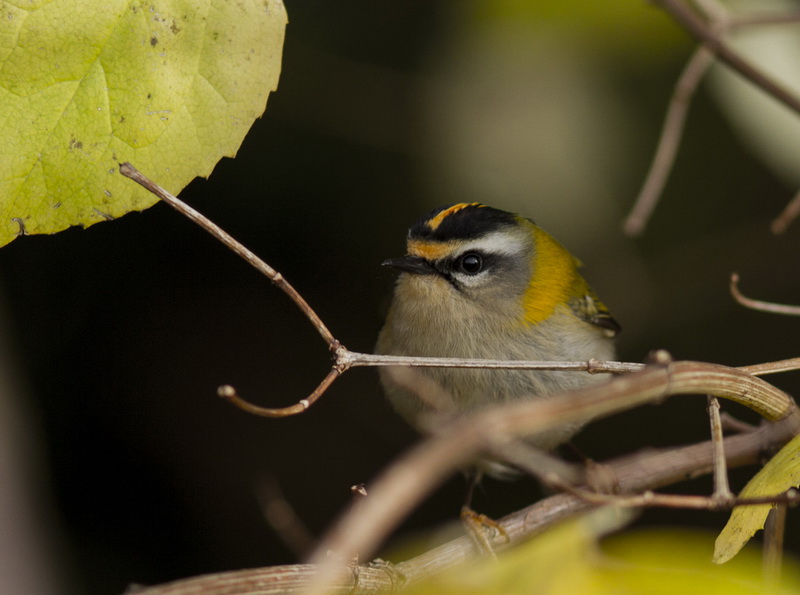 Common Firecrest