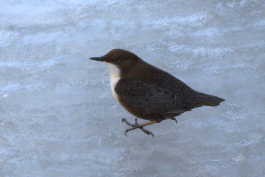 White-throated Dipper