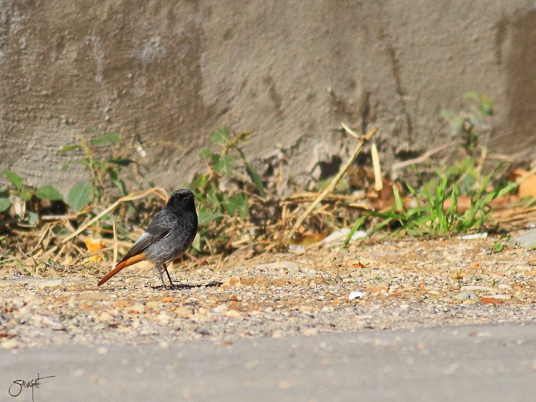Black Redstart