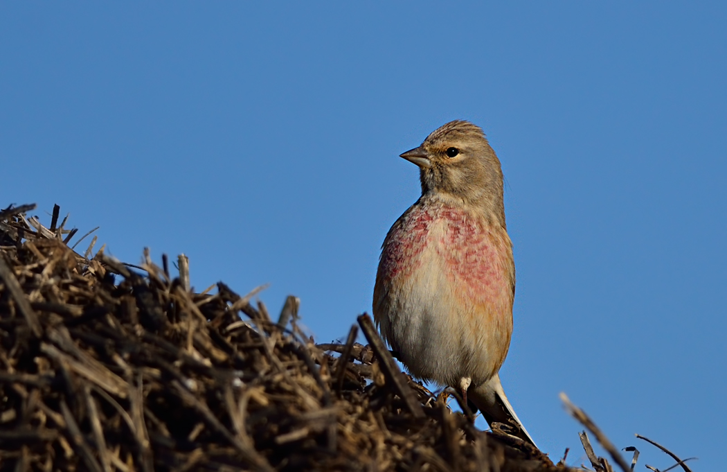 Common Linnet