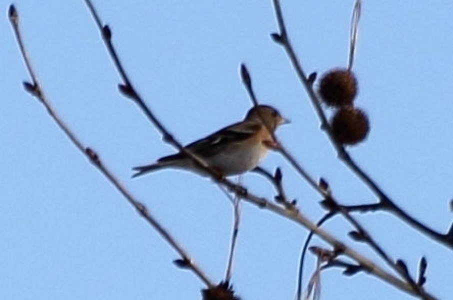 Brambling