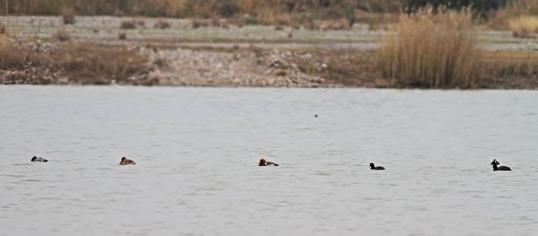 Red-crested Pochard