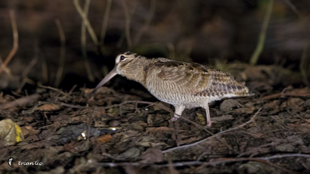 Eurasian Woodcock