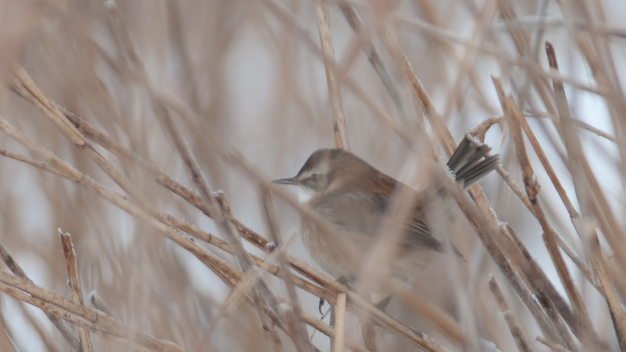 Moustached Warbler
