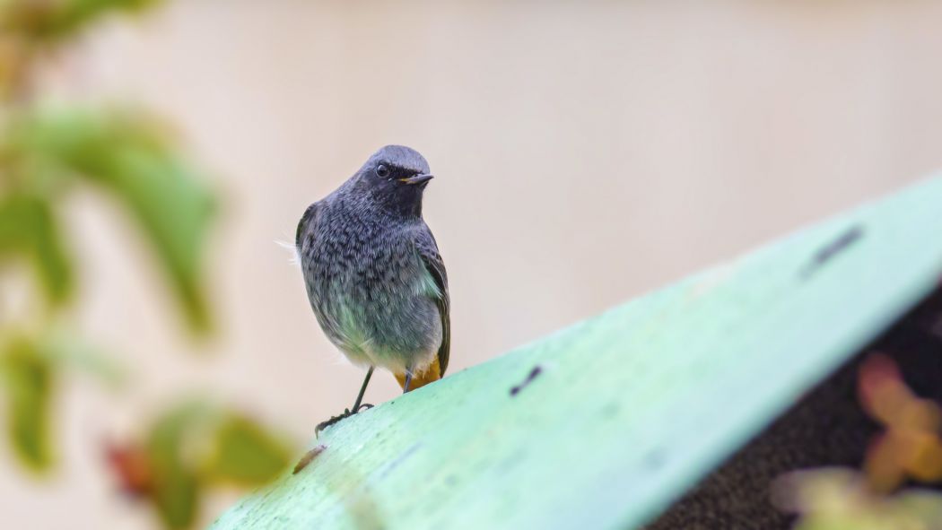 Black Redstart