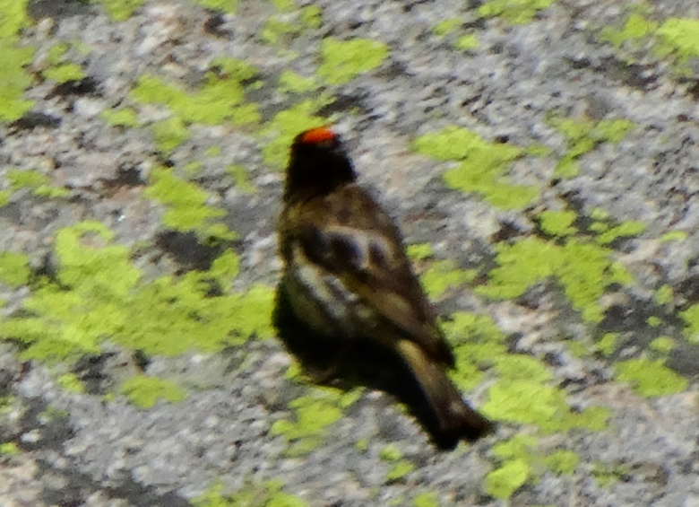Red-fronted Serin