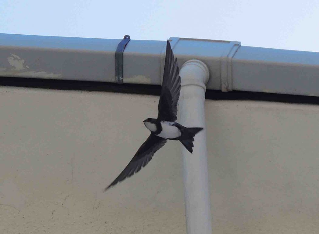 Alpine Swift