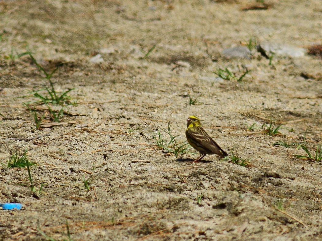 European Serin