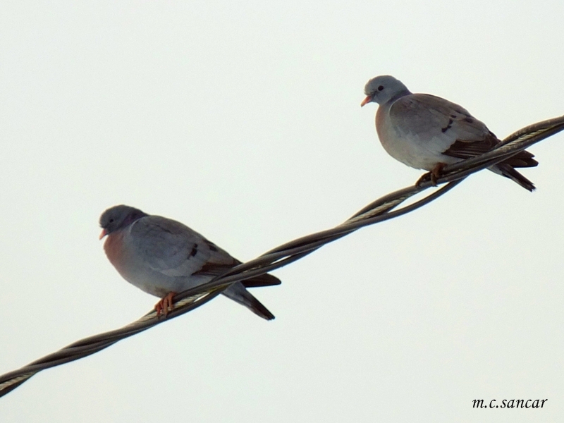 Stock Dove