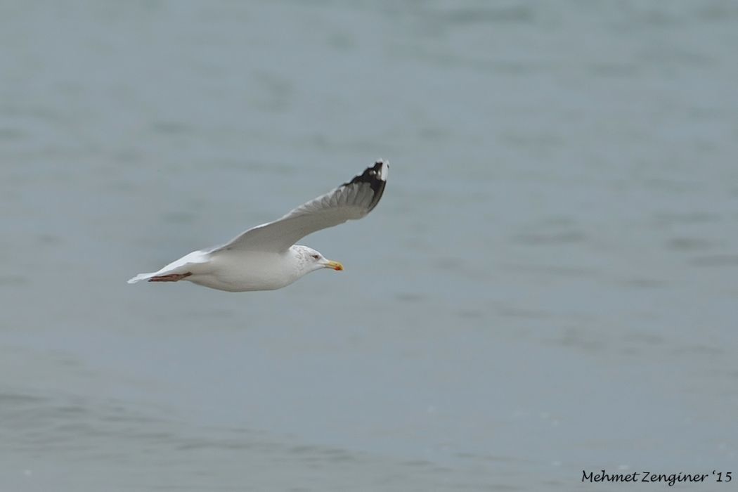 European Herring Gull