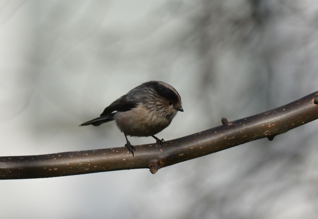 Long-tailed Tit