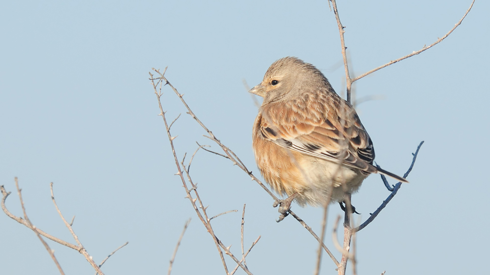 Common Linnet