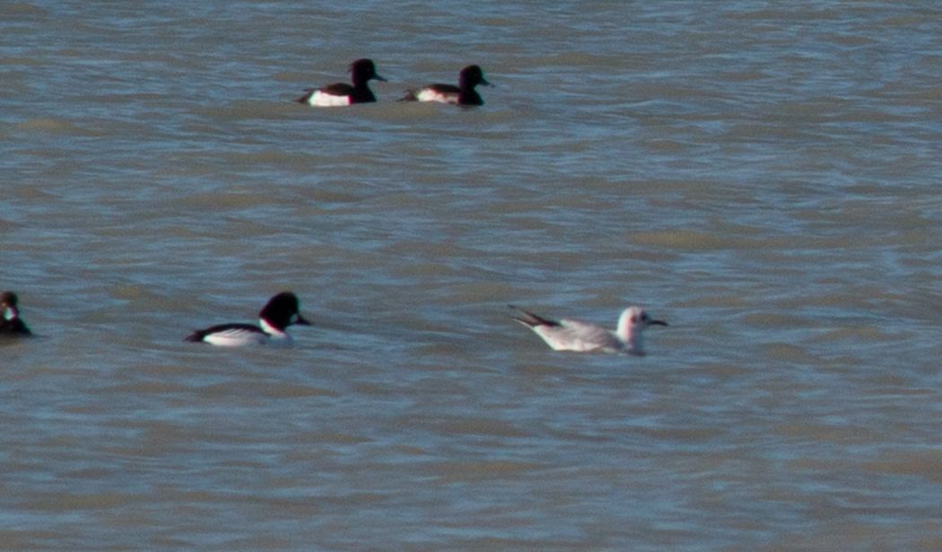 Common Goldeneye