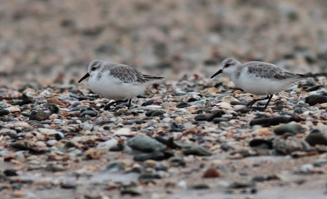 Sanderling