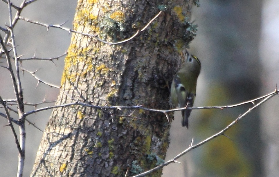 Goldcrest