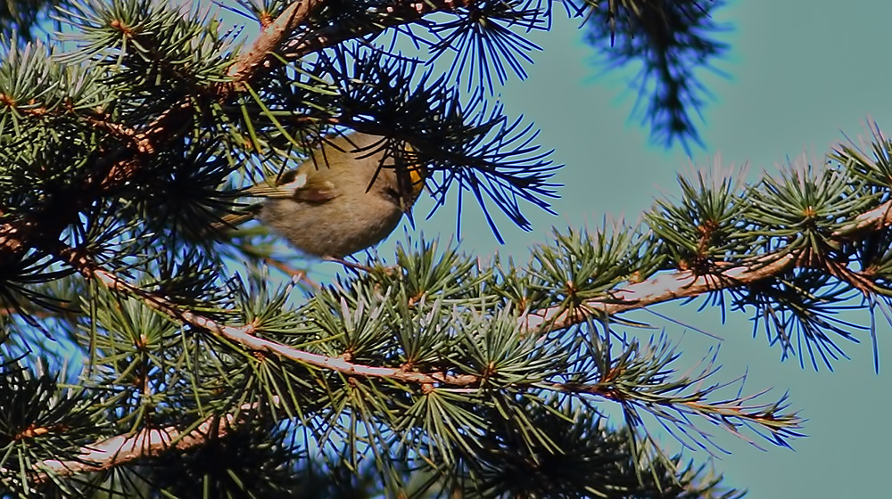 Goldcrest