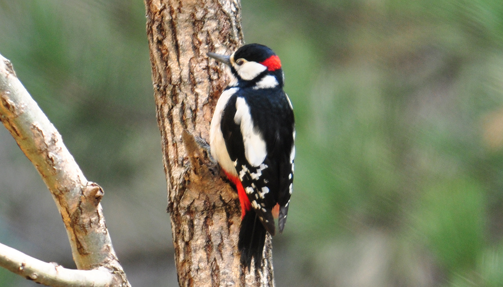 Great Spotted Woodpecker