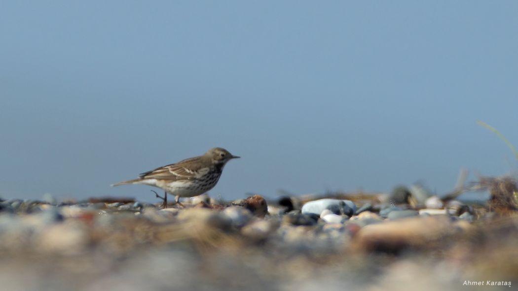 Buff-bellied Pipit