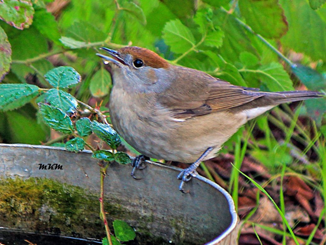 Eurasian Blackcap