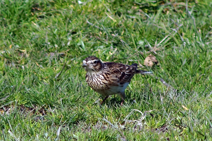 Eurasian Skylark
