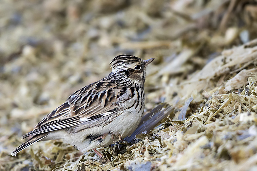 Woodlark
