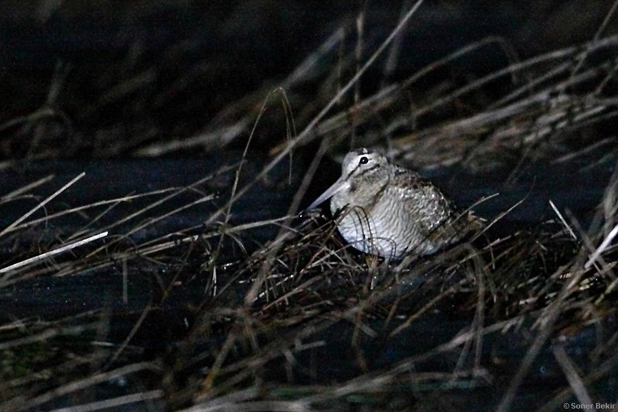 Eurasian Woodcock