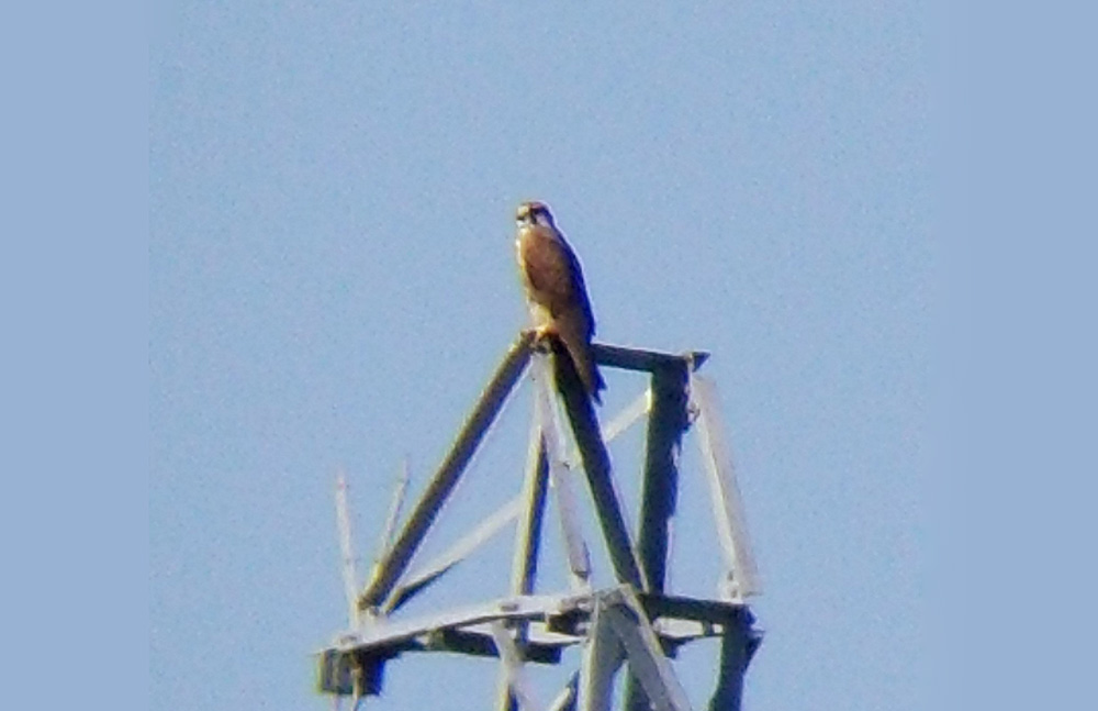 Saker Falcon