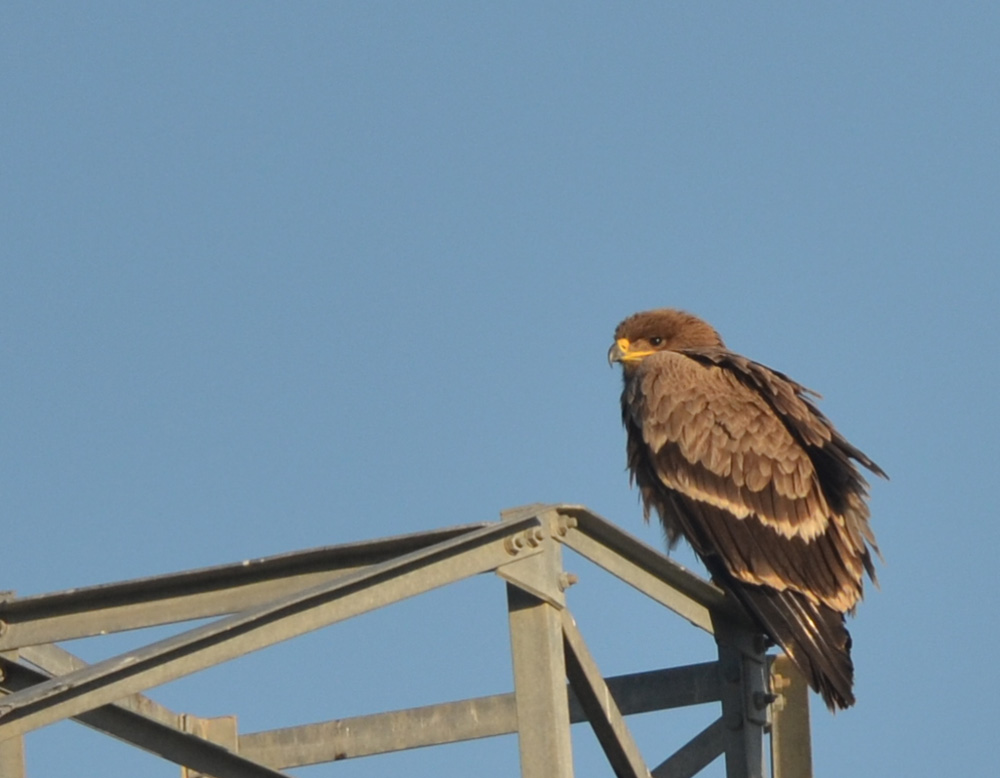 Steppe Eagle